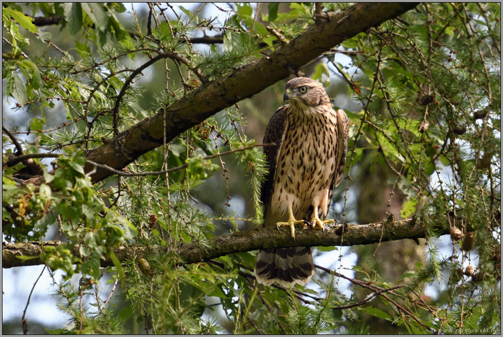 stiller Beobachter... Habicht *Accipiter gentilis*, junger Habicht, Rothabicht im Geäst einer Lärche