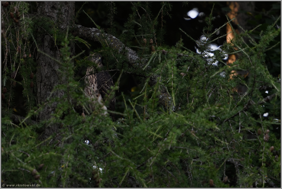 leben im Verborgenen... Habicht *Accipiter gentilis*, Jungvogel zwischen den Ästen einer Lärche