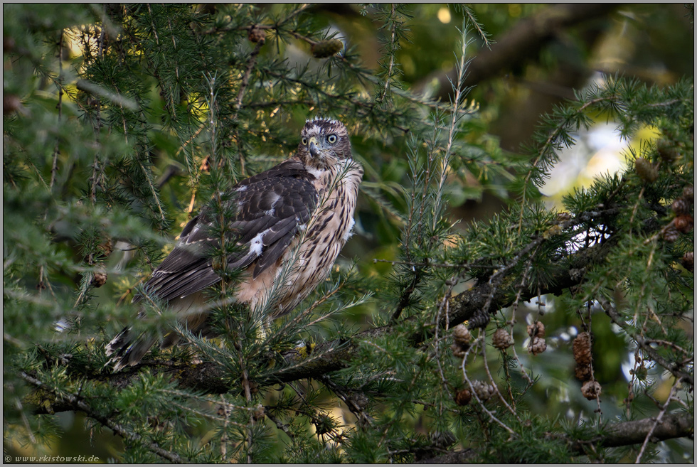 erste Ausflüge... Habicht *Accipiter gentilis*, mausernder Jungvogel im Geäst einer Lärche