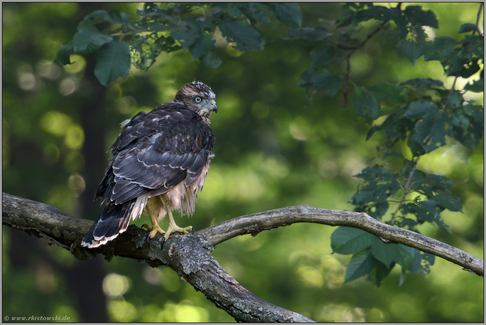 noch etwas unsicher... Habicht *Accipiter gentilis*, junger, gerade eben flügger Habichtästling im Wald