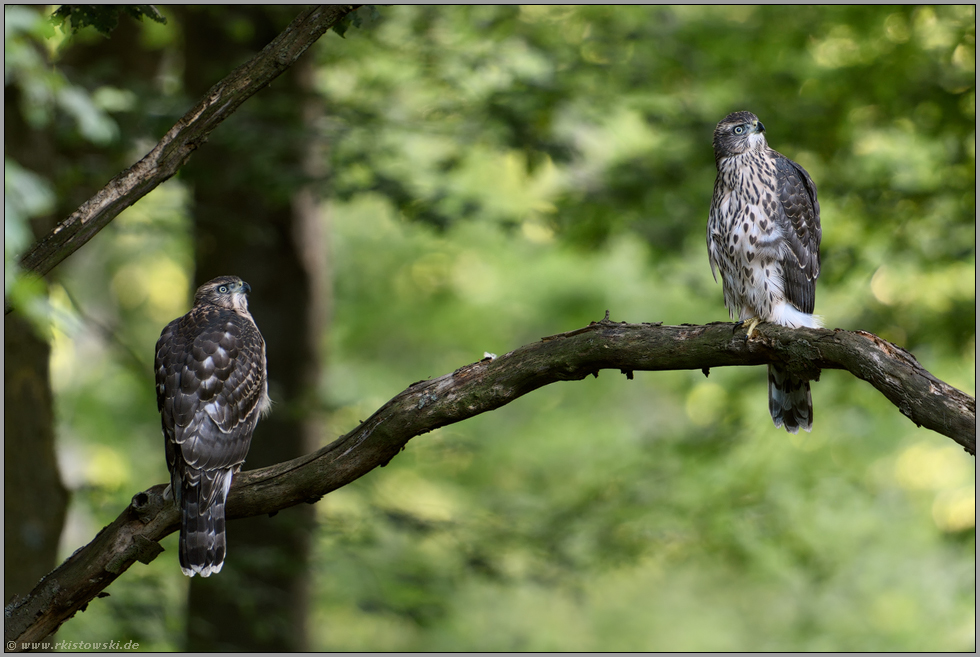 zu zweit... Habicht *Accipiter gentilis*, junge Habichte auf einem Querast im Wald