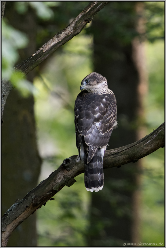 beeindruckende Beweglichkeit des Kopfes ... Habicht *Accipiter gentilis*, junger Habicht schaut sich um