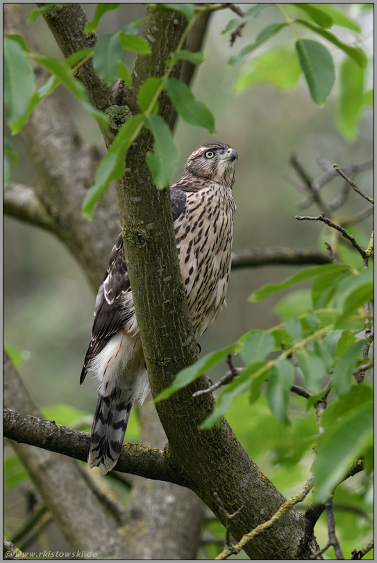 prüfender Blick nach oben... Habicht *Accipiter gentilis*, junger Habicht in einem Walnussbaum