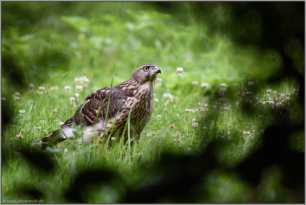 Leben im Verborgenen... Habicht *Accipiter gentilis*, flügger Jungvogel, Rothabicht durch