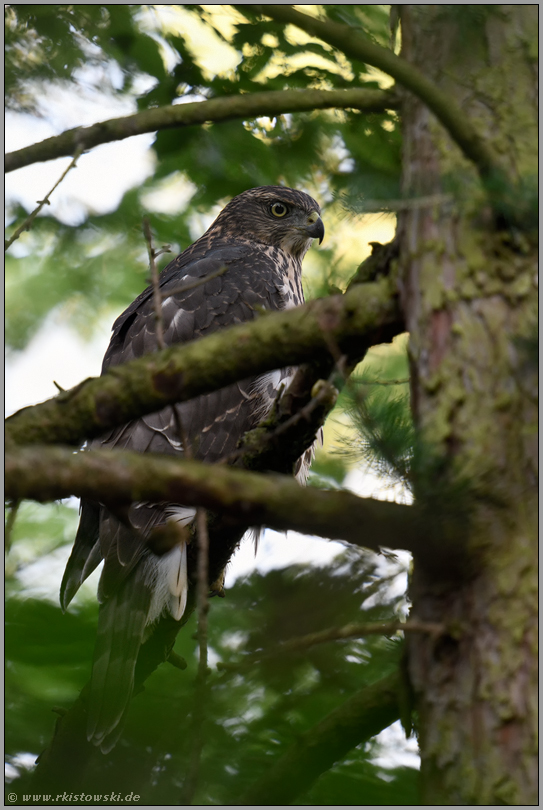 nah am Haupstamm...  Habicht *Accipiter gentilis*, gut versteckt im Geäst einer Lärche, diesjähriger Jungvogel