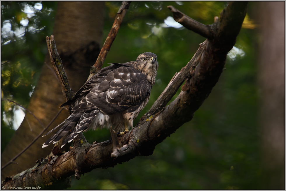 neulich im Wald... Habicht *Accipiter gentilis*,  diesjähriger Jungvogel, Rothabicht