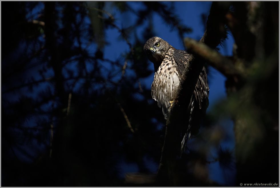 wer da... Habicht *Accipiter gentilis*, fast ausgewachsener Jungvogel schaut von seinem Ansitz in einer Lärche herab