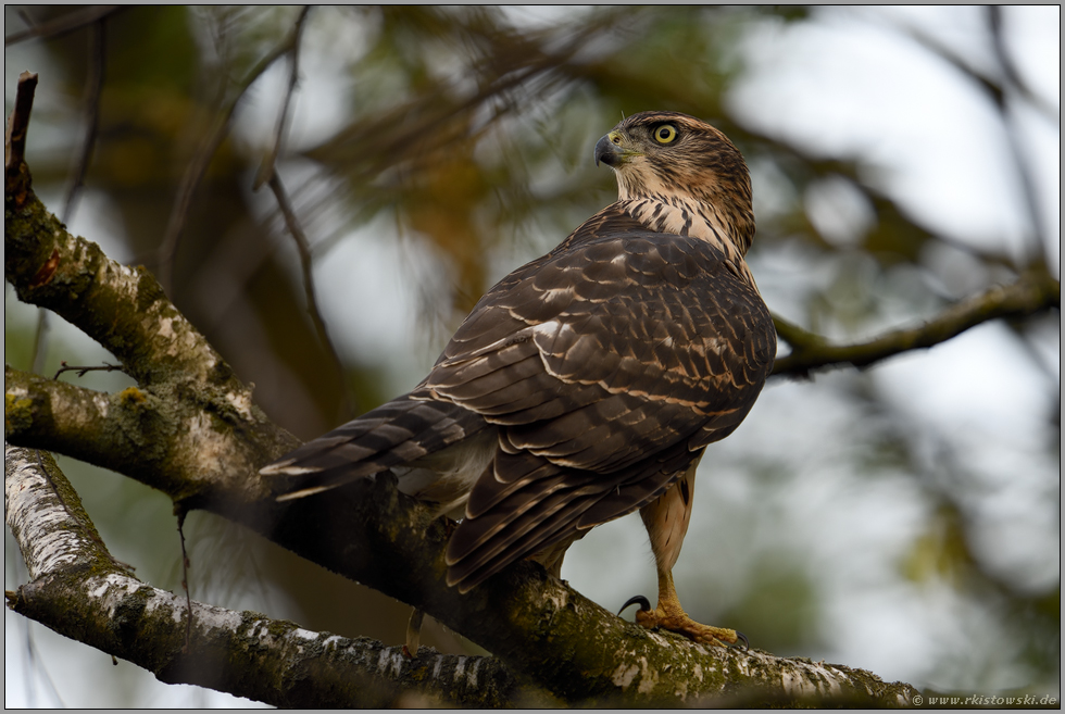 imposant...  Habicht *Accipiter gentilis*, fast ausgewachsener Jungvogel, Rothabicht schaut sich um