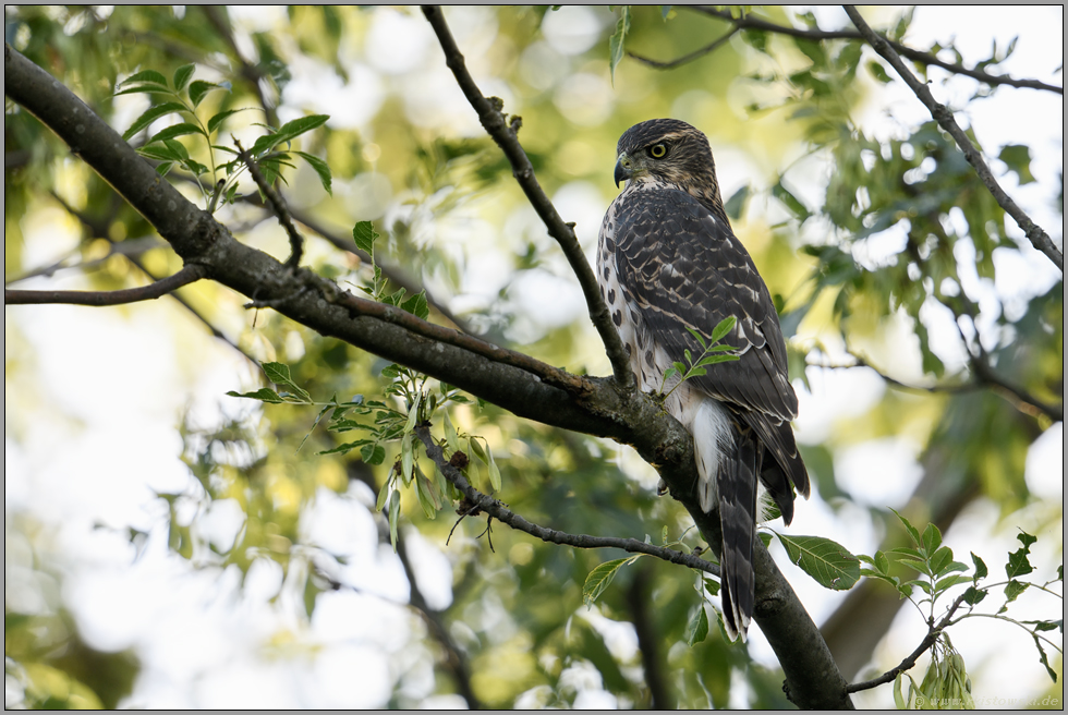 junger Habicht im Baum... Habicht *Accipiter gentilis*, Rothabicht