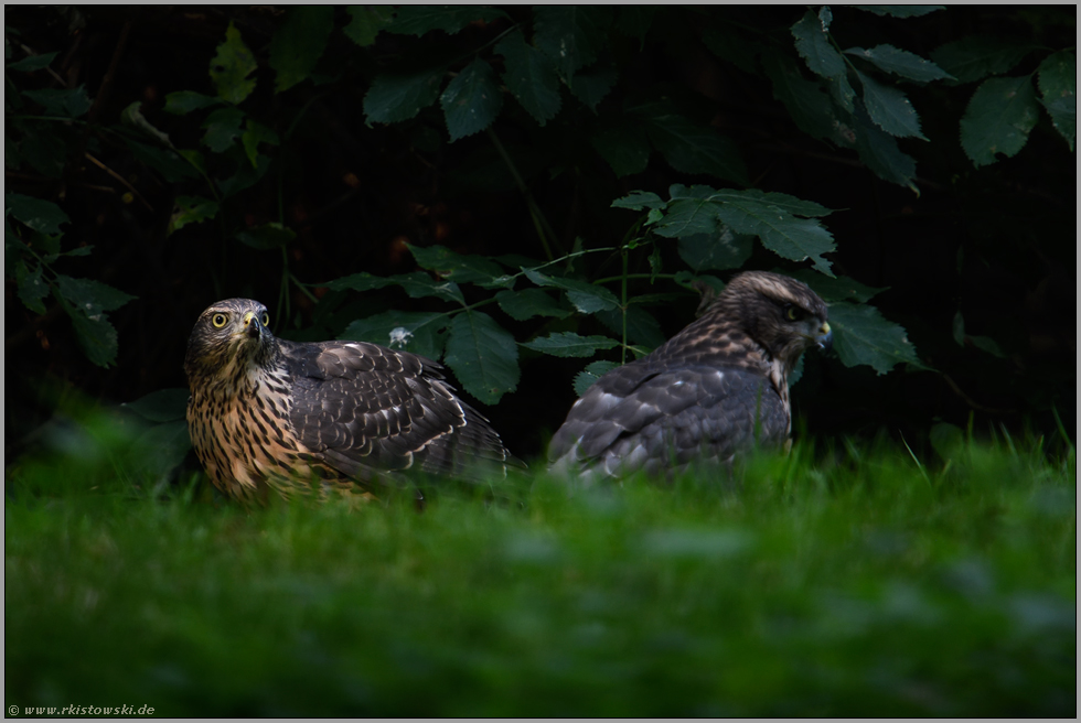 nahezu unbemerkt... Habicht *Accipiter gentilis*; junge Habichte auf dem Boden im Gras einer Waldlichtung