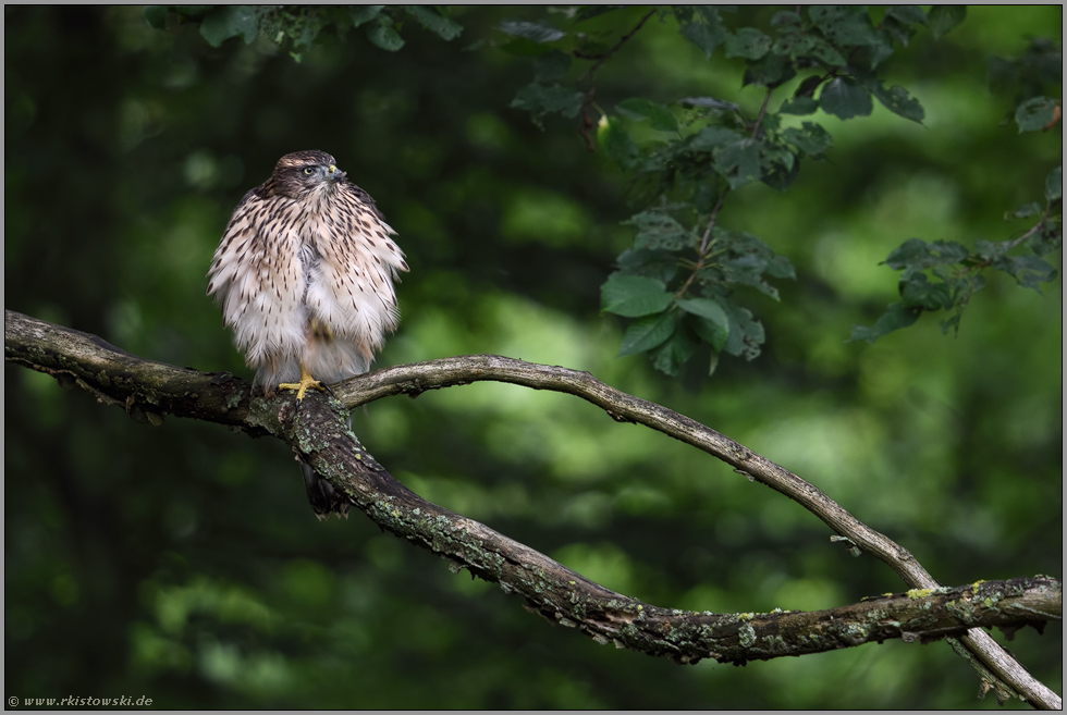 locker abgespreiztes Gefieder... Habicht *Accipiter gentilis*, Jungvogel ruht am Waldrand auf einem Ast