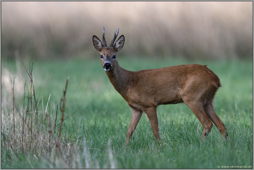 im ersten Licht... Reh *Capreolus capreolus*, Rehbock bei der Äsung auf einer Wiese