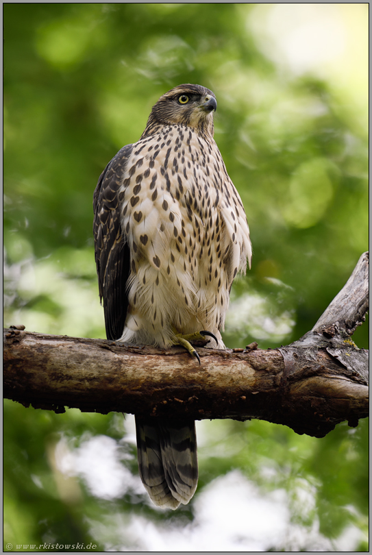 stolzer und eleganter Greifvogel... Habicht *Accipiter gentilis*, Jungvogel im Wald