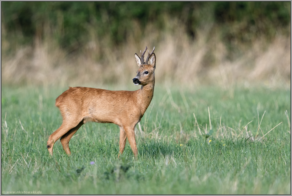 Aufmerksamkeit und Vorsicht ... Reh *Capreolus capreolus*, Rehbock bei der Äsung auf einer Wiese