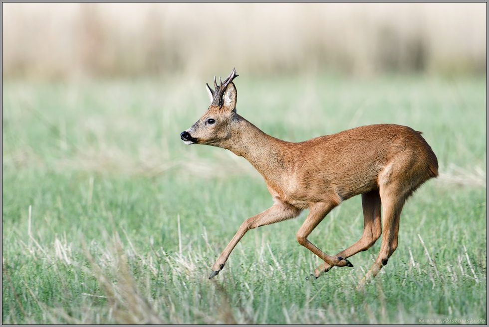 flüchtend... Reh *Capreolus capreolus*, Rehbock springt nach Störung ab, läuft über eine Wiese