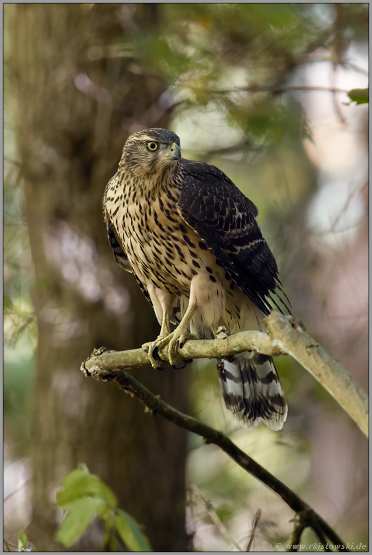 mitten im Wald... Habicht *Accipiter gentilis*, Rothabicht sitzt bei der Jagd in einem Baum