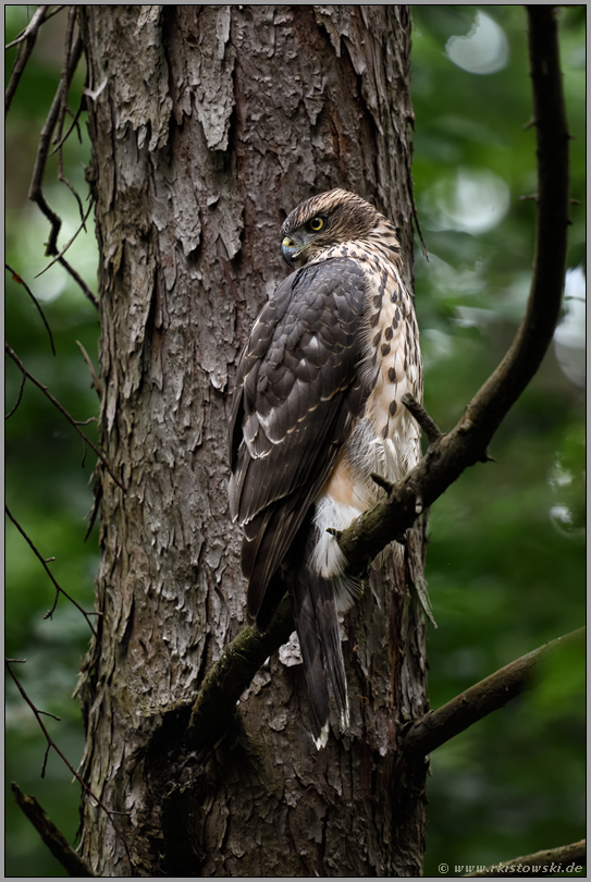 scharfer Blick... Habicht *Accipiter gentilis*, Rothabicht nutzt den Ast einer Lärche als Ansitz