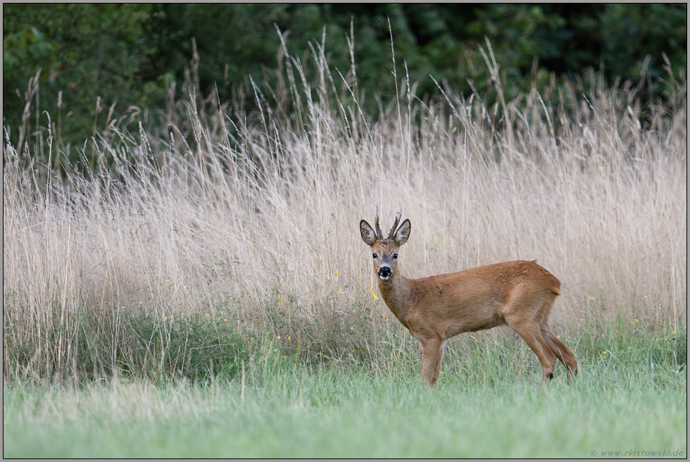 sichernder Blick... Reh *Capreolus capreolus*, Rehbock auf einer Wildwiese am Waldrand