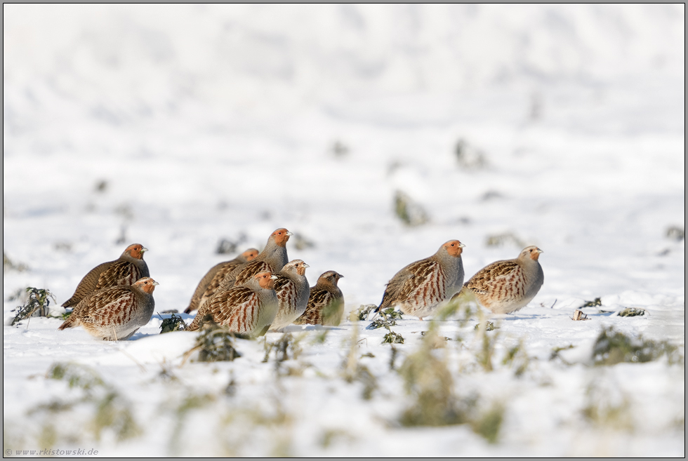 Rebhuhnschar im Schnee... Rebhuhn *Perdix perdix*, Rebhühner im Winter, Rebhuhnkette