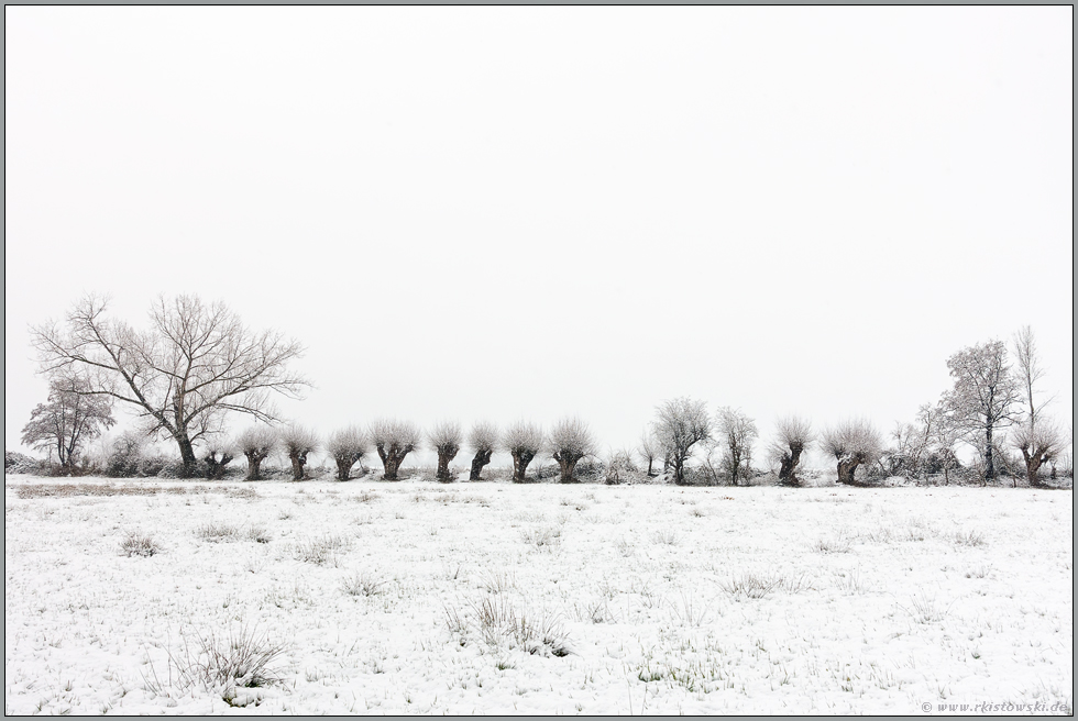 Kopfbaumreihe im Schnee.. Meerbusch *Ilvericher Altrheinschlinge*, typische Landschaft am Niederrhein