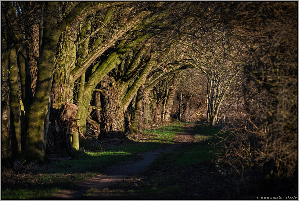 verwunschen... Meerbusch *Wanderweg*, Rheinauen bei Meerbusch, Ilvericher Altrheinschlinge