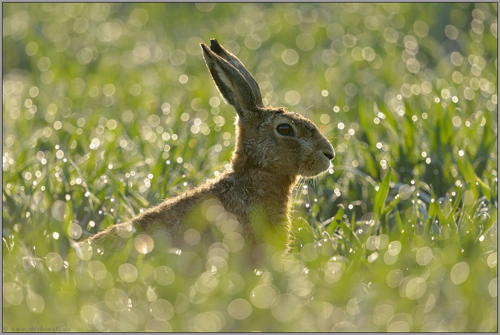 funkelnde Tautropfen... Feldhase *Lepus europaeus* bei Morgentau im Feld, Frühlingsbeginn