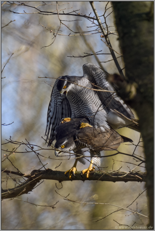 Balanceakt in den Baumkronen... Habicht *Accipiter gentilis*, Paarung der Habichte