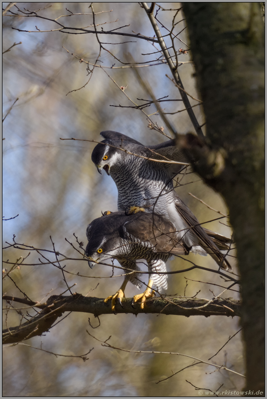 Kopula... Habicht *Accipiter gentilis*, Habichtpärchen bei der Paarung