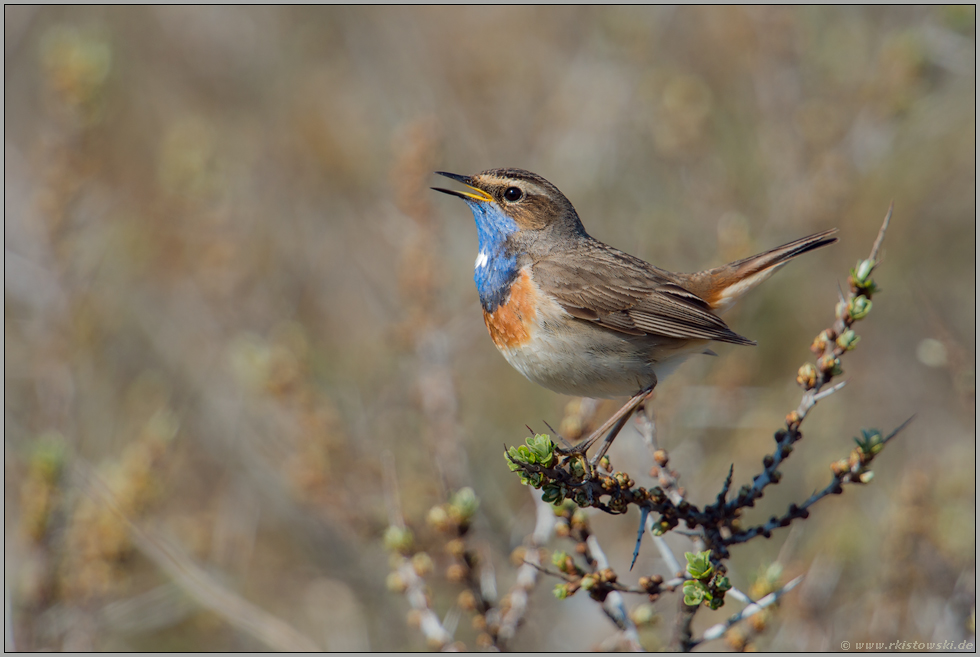 Sänger im Sanddorn... Blaukehlchen *Luscinia svecica* trällert sein Lied