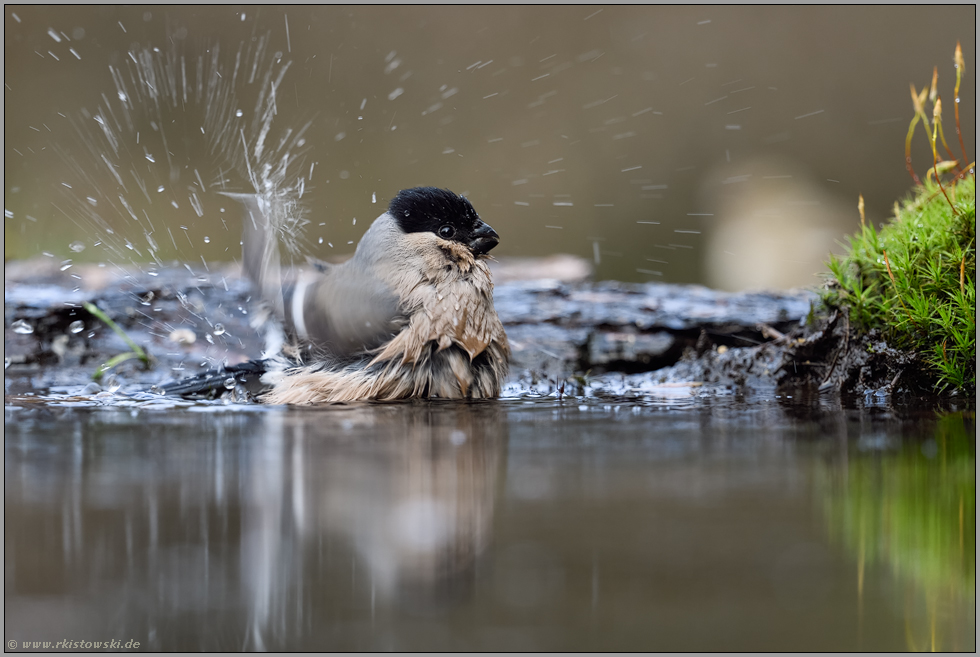 Badevergnügen... Kernbeißer *Coccothraustes coccothraustes*, adultes Weibchen an einer Wasserstelle im Wald