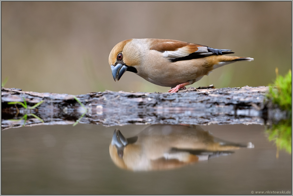 an der Wasserstelle... Kernbeißer *Coccothraustes coccothraustes*