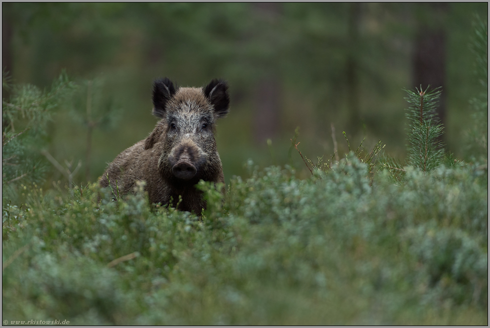 immer schön den Überblick behalten... Wildschwein * Sus scrofa * im Unterholzholz eines Waldes