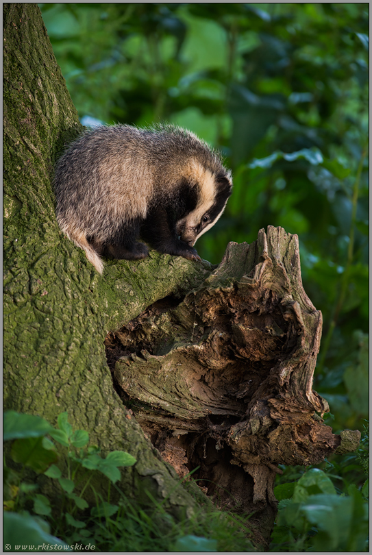 verspielt... Europäischer Dachs *Meles meles* klettert auf einen Baum
