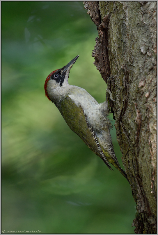 im Wald... Grünspecht *Picus viridis* in Spechtmanier am Baum, weiblicher Altvogel