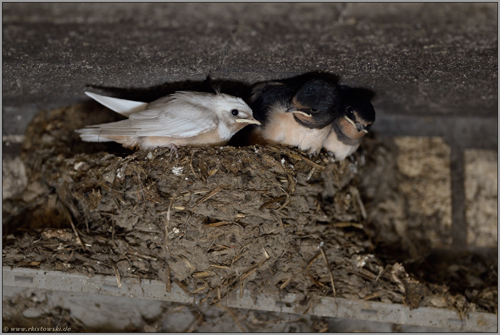 Außenseiter... Rauchschwalbe *Hirundo rustica*, nahezu flügge Jungvögel, leuzistische Rauchschwalbe gemeinsam mit normal gefärbten Geschwistern im Nest