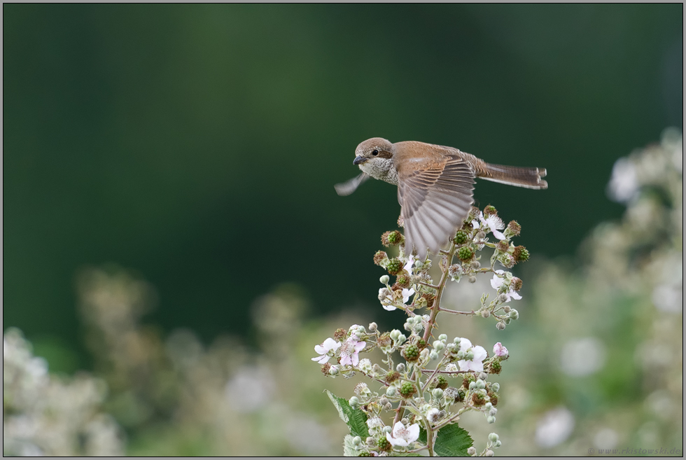 Abflug mit Schwung... Neuntöter *Lanius collurio*, Weibchen im Flug