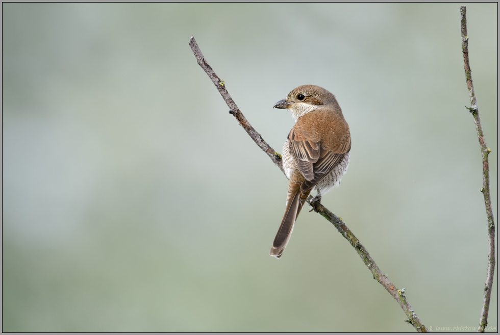 Rotrückenwürger... Neuntöter *Lanius collurio*, Weibchen schaut sich um
