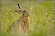 im Blick... Feldhase *Lepus europaeus*