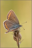 ein Weibchen... Hauhechel-Bläuling *Polyommatus icarus*