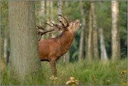 der Brunftschrei... Rothirsch *Cervus elaphus*