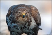 Aug' in Aug'... Mäusebussard *Buteo buteo*