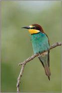 wärmeliebend... Bienenfresser *Merops apiaster*