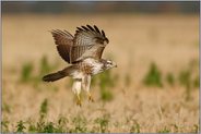 Abflug... Mäusebussard *Buteo buteo*