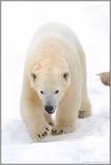 tagaktiv... Eisbär *Ursus maritimus*