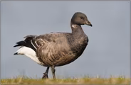 eine von dreien... Ringelgans *Branta bernicla*