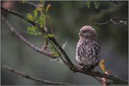 erregt... Steinkauz *Athene noctua*