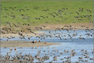 ganz schön was los... Bislicher Insel *Niederrhein*