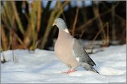 am Feldrandgehölz... Ringeltaube *Columba palumbus*