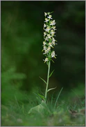 am Waldrand... Grünliche Waldhyazinthe *Platanthera chlorantha*
