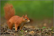 Pumuckel... Europäisches Eichhörnchen *Sciurus vulgaris*